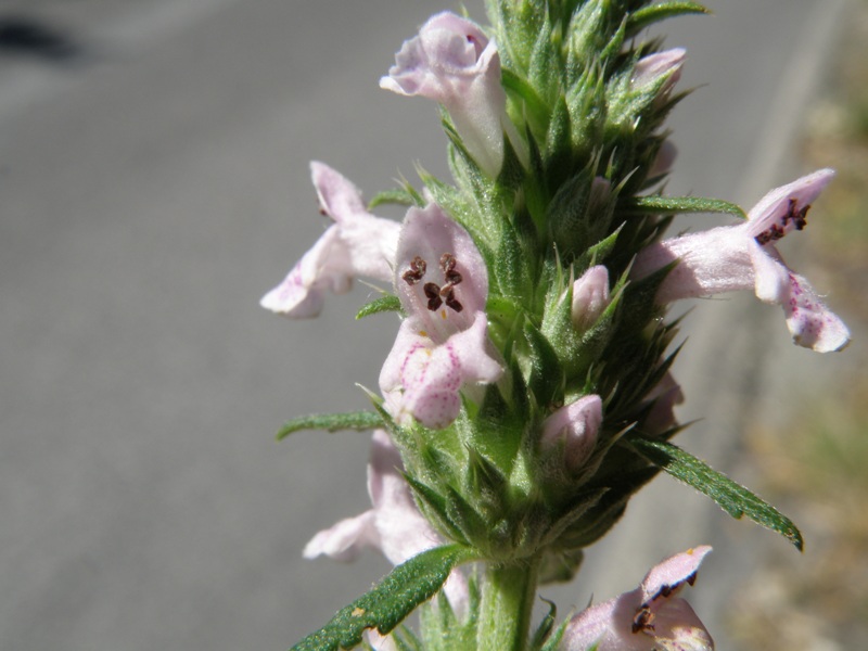 Stachys officinalis